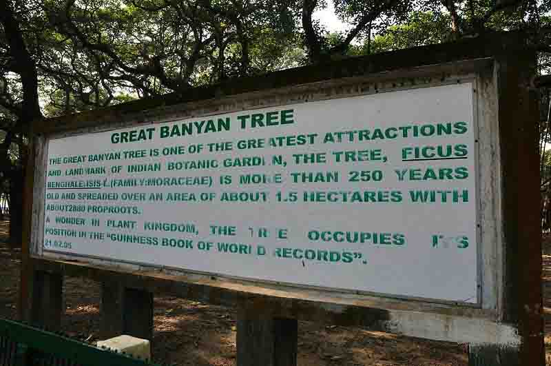 the great banyan tree of kolkata
