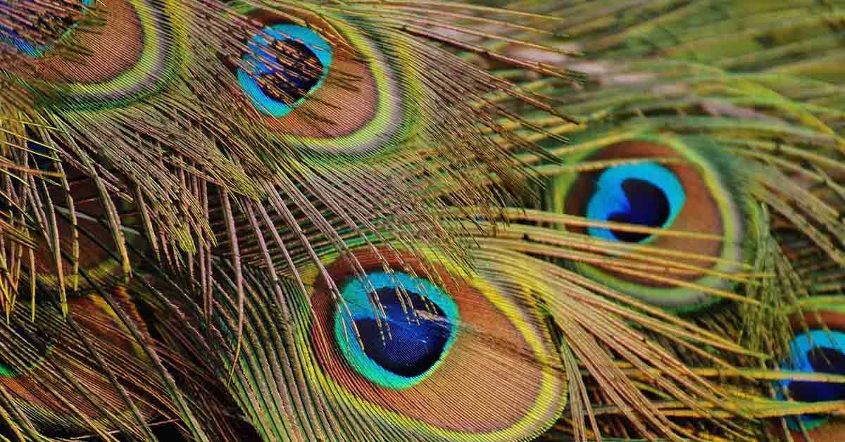 use peacock feather for money prosperity protection