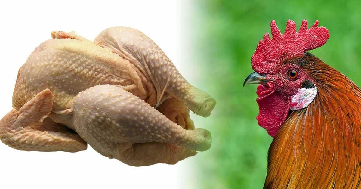 Side effects of chicken eat - khobor Dobor