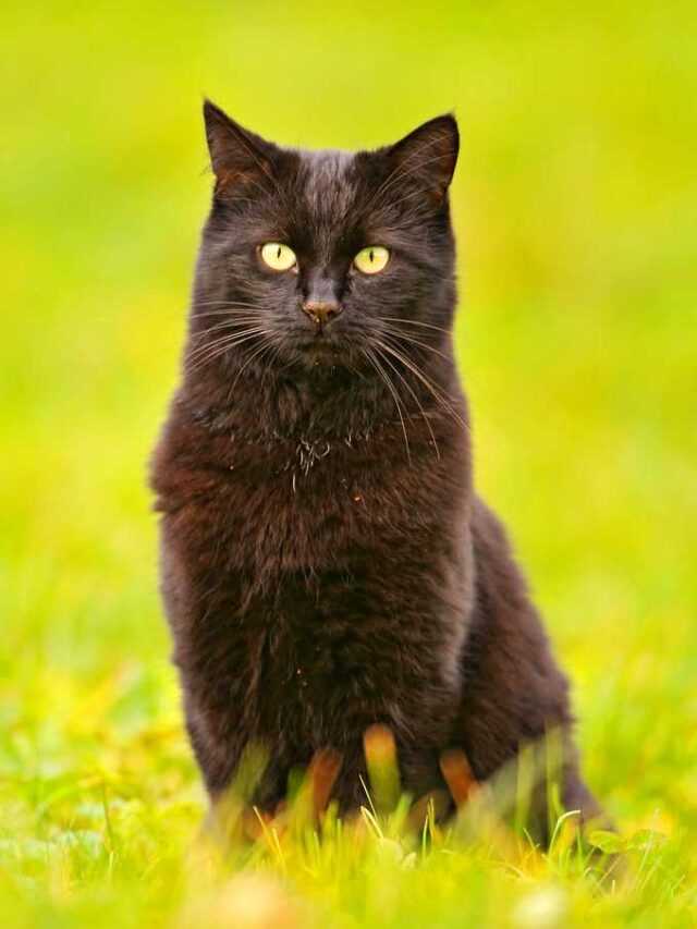 5393223611_e839a89aef_b