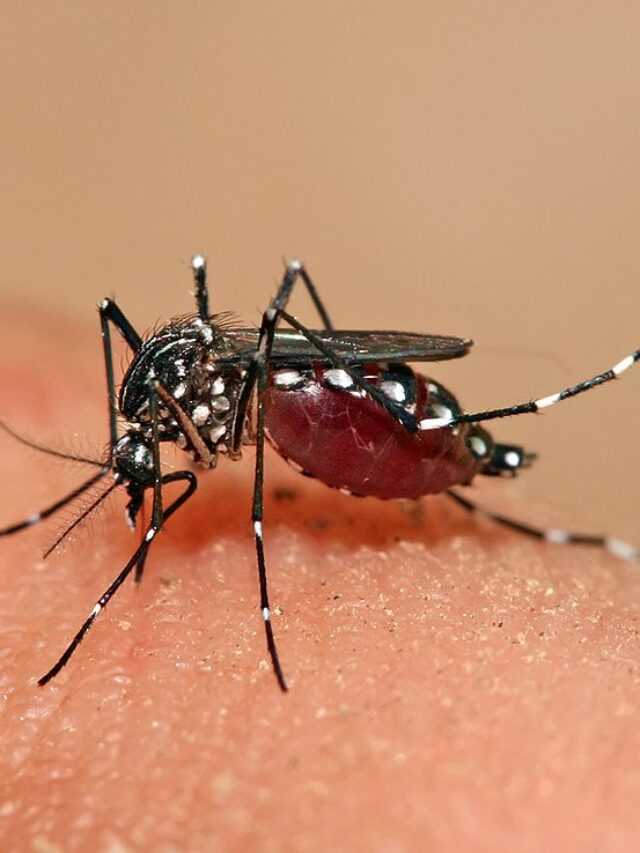 Aedes_aegypti_feeding