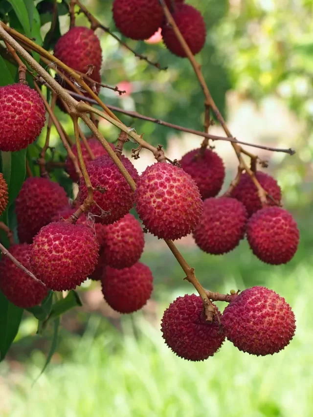 Lychee-fruit-tree-plant