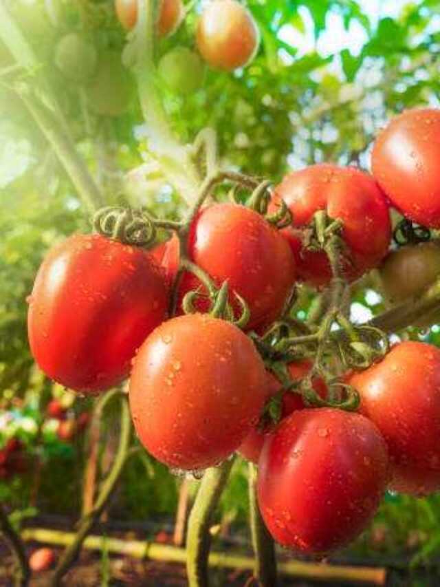 Tomato fruit with water drop and sunlight close up shot
