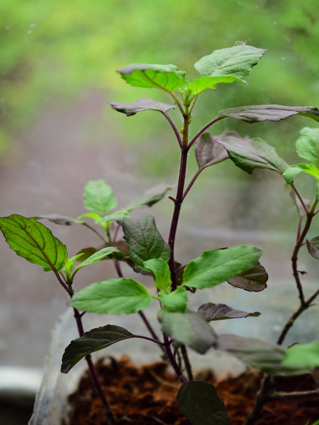 Tulsi-Plant-Slide2