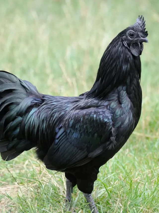 01-chicken-breed-black-jr2m68-square