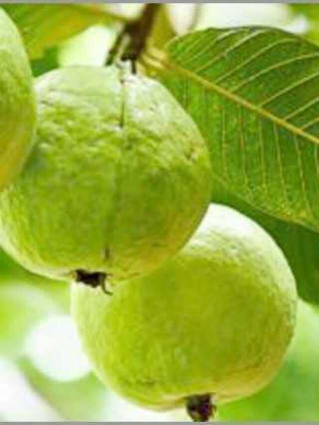guava-fruit-20200127211240