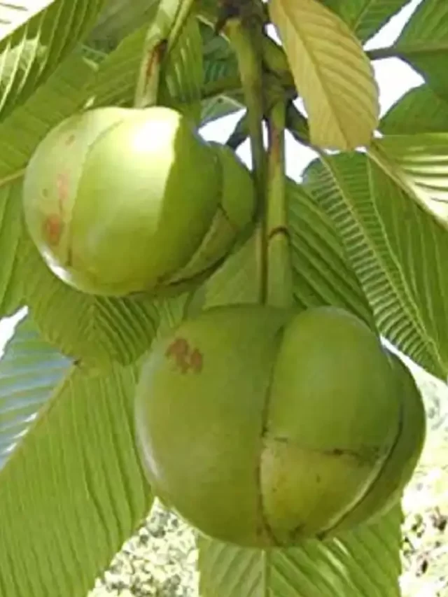 elephant-apple-1