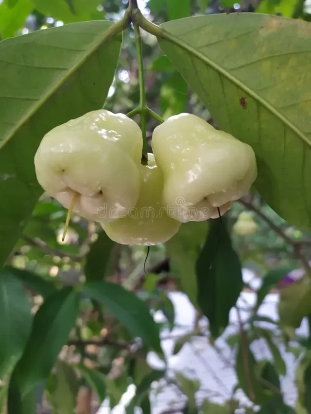 jamrul-delicious-natural-fruit-bangladesh-amazing-to-see-three-fruits-together-189776360